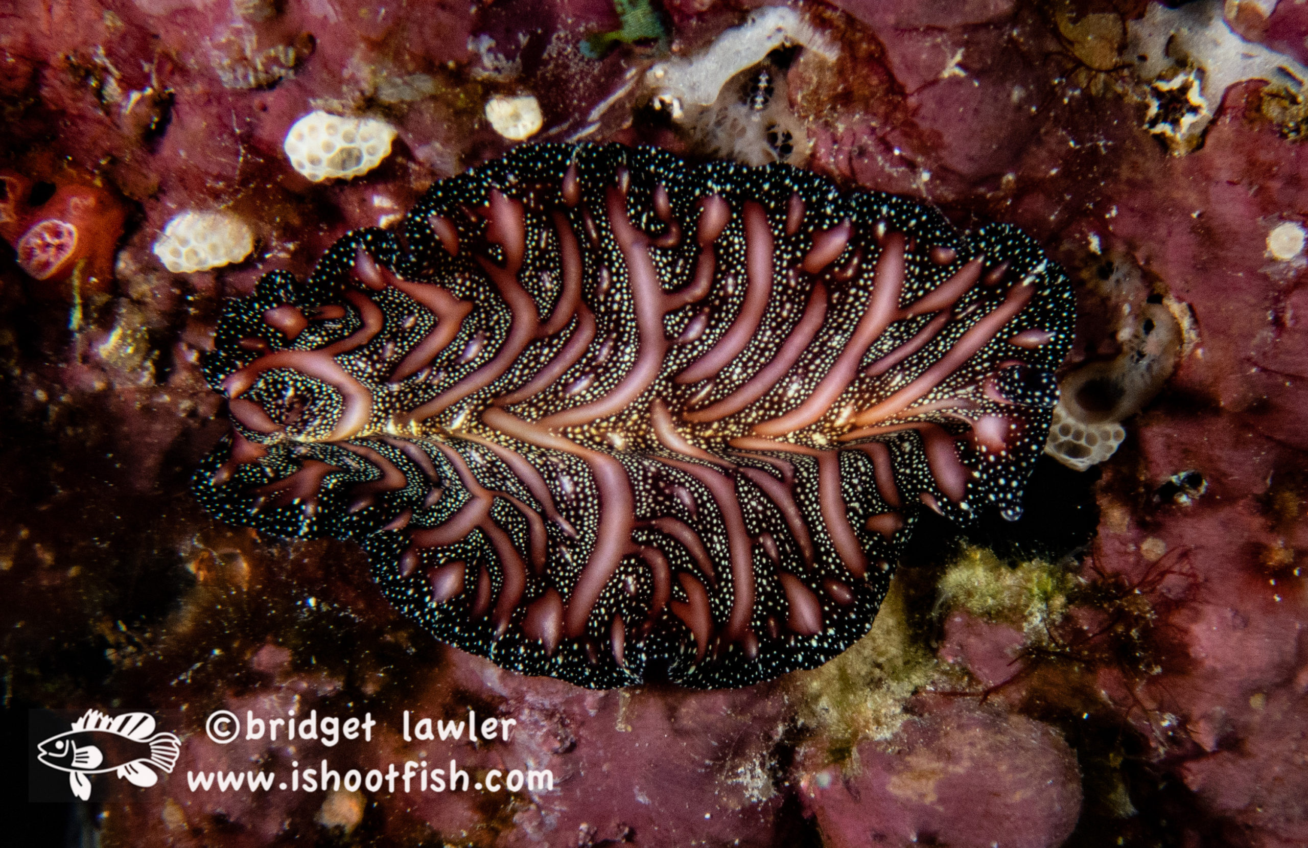 You are currently viewing Nudibranchs of Fiji – December 2022