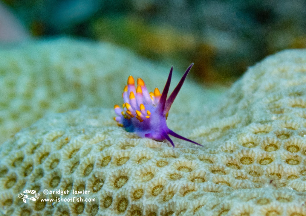 Read more about the article Palau Nudibranchs – March 2023