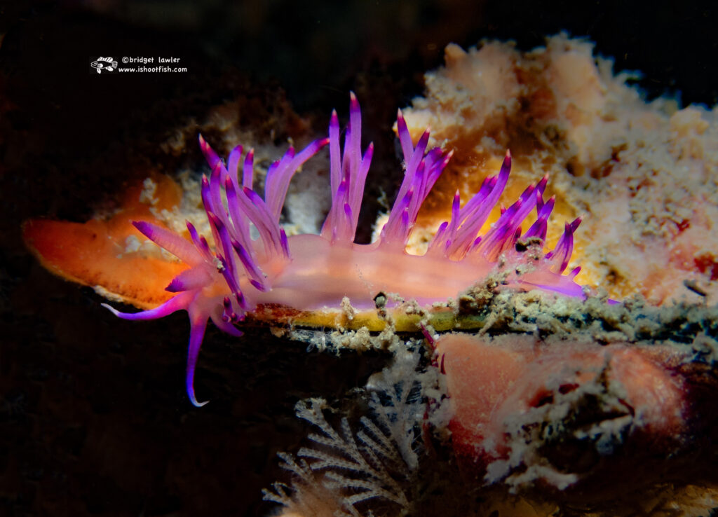 Read more about the article Thailand Nudibranchs – March 2024