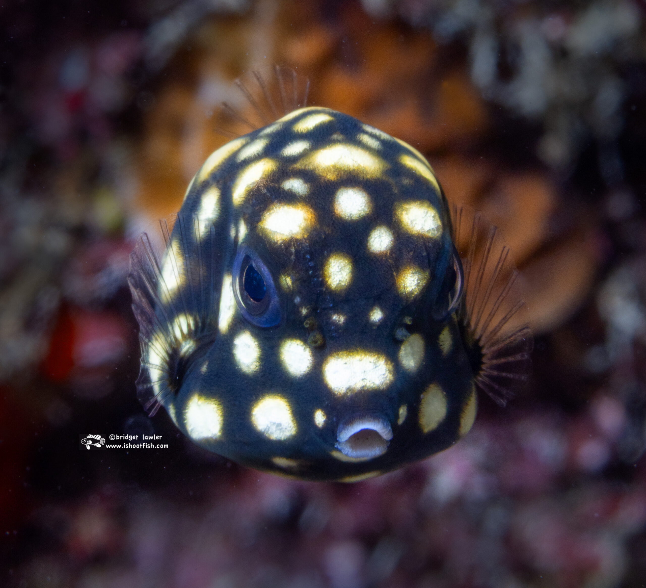 You are currently viewing Bonaire June 2025