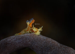 Read more about the article Anilao, Philippines – April 2025