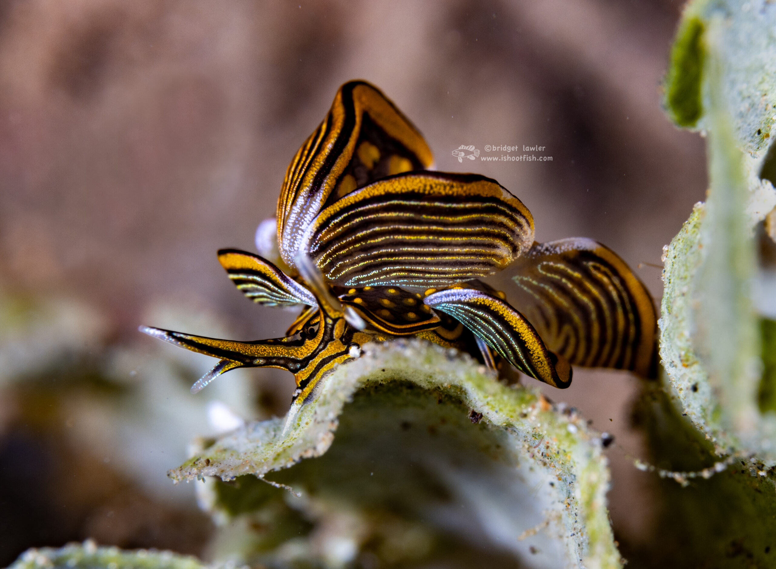 You are currently viewing The Great Nudibranch Expedition 2025 – Tawali, PNG