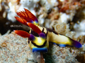 Read more about the article Mozambique! October 2024