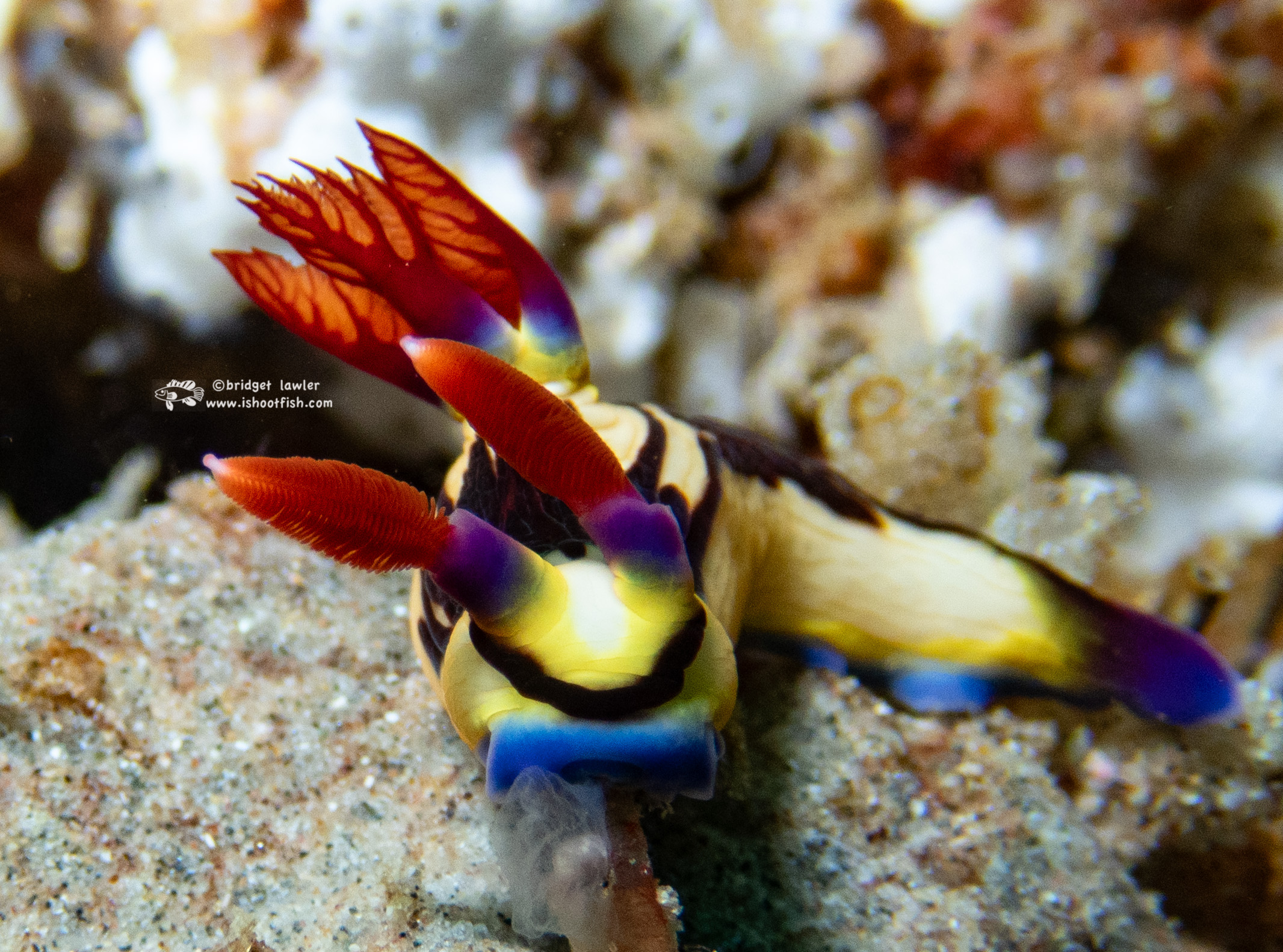 You are currently viewing Mozambique! October 2024