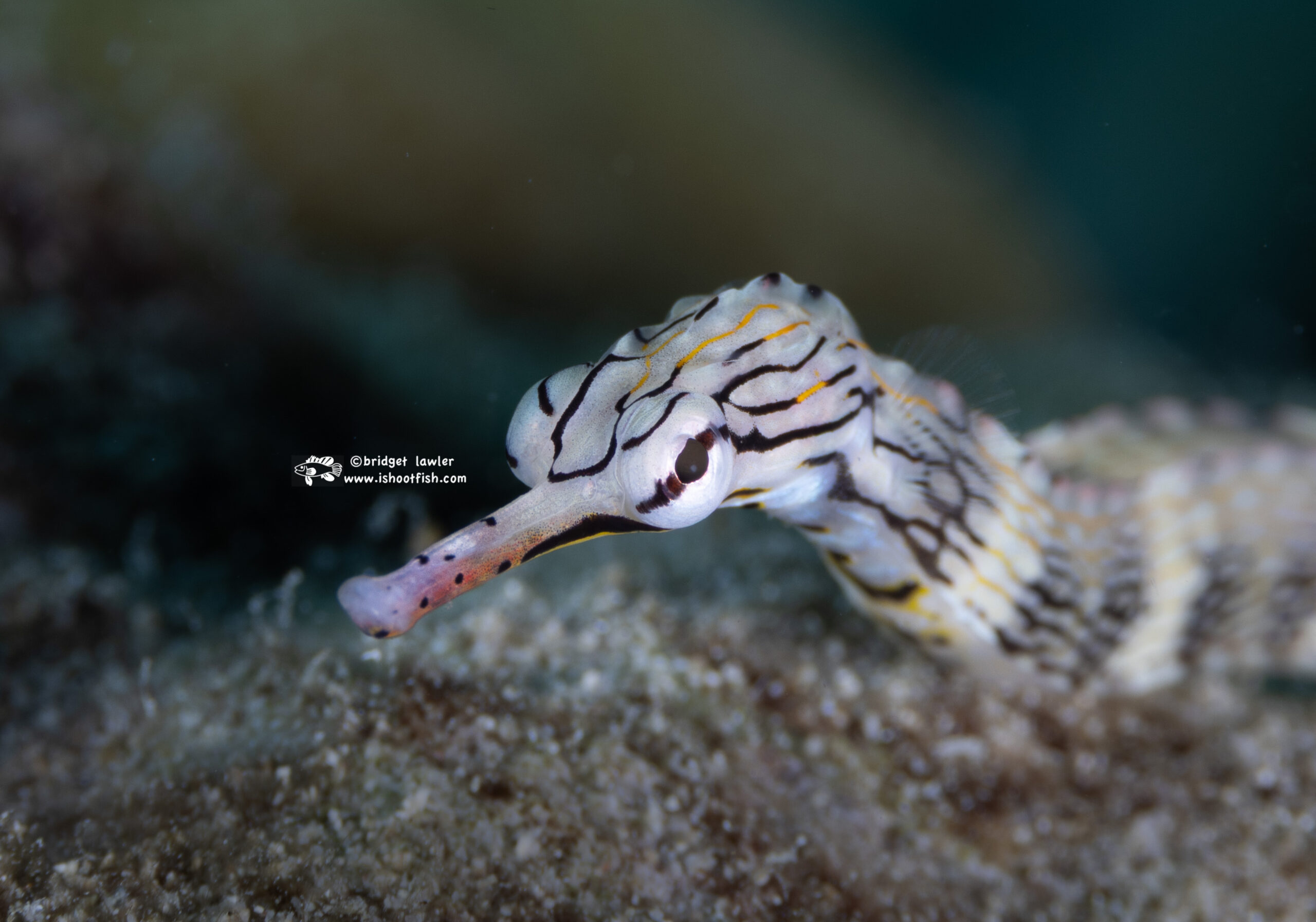 You are currently viewing Solomon Islands August 2025