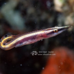 Arrow Blenny