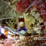 Banded Coral Shrimp
