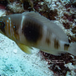 Barred Hamlet