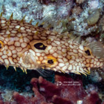Web Burrfish