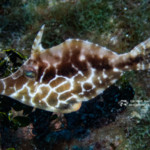 Slender Filefish juvenile