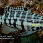 Harlequin Bass