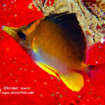 Longnose Butterfly Fish