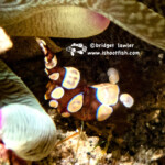 Squat Anemone Shrimp