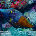 White-Spotted Filefish