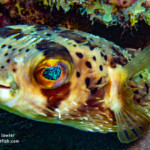 Balloonfish