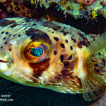 Balloonfish