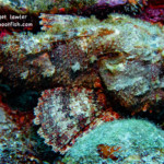 Spotted Scorpionfish