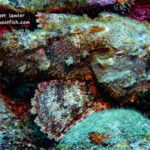 Spotted Scorpionfish
