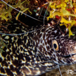 Spotted Moray Eel