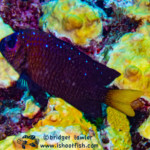 Yellowtail Damselfish